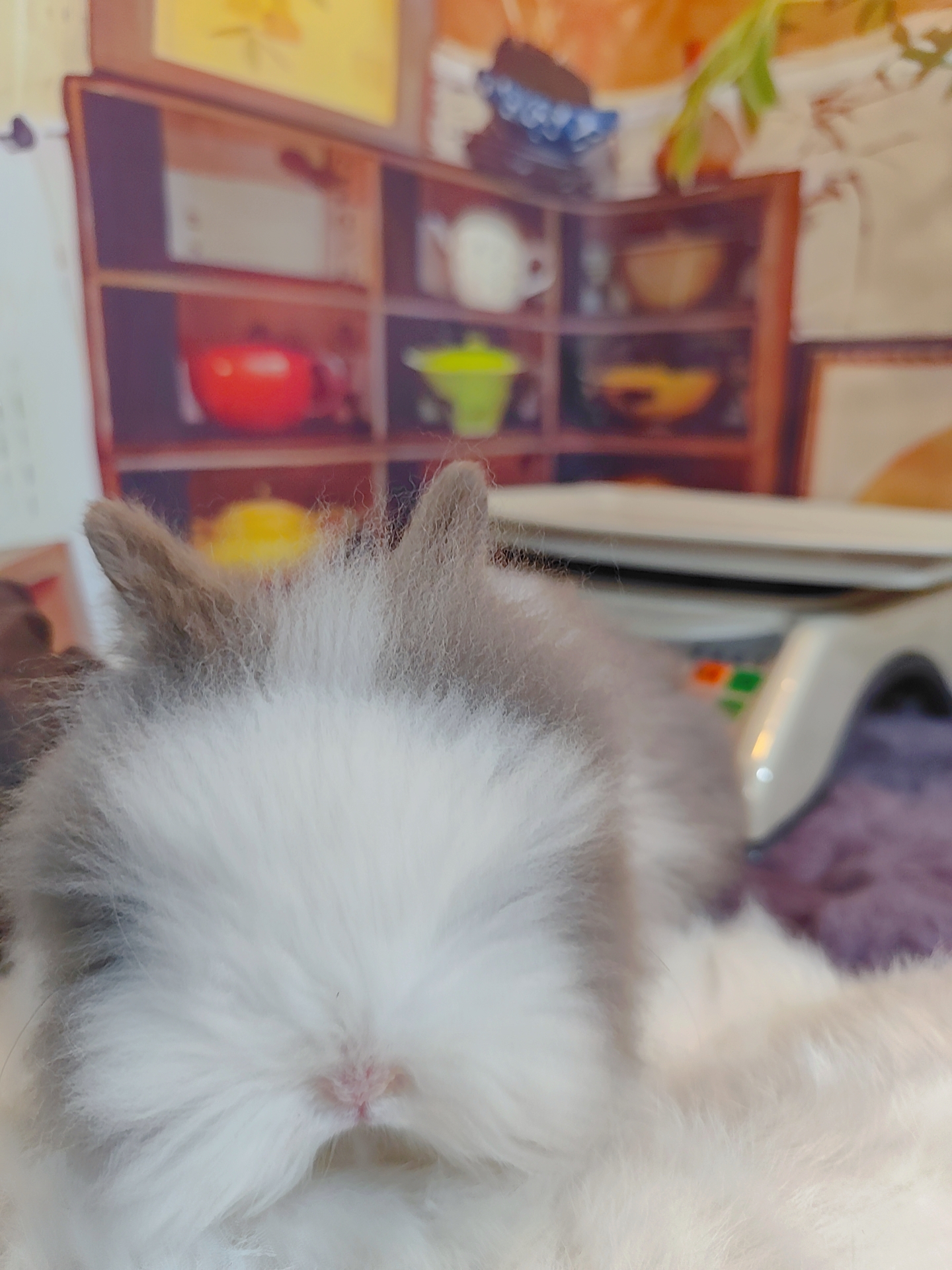 盖脸猫猫兔
